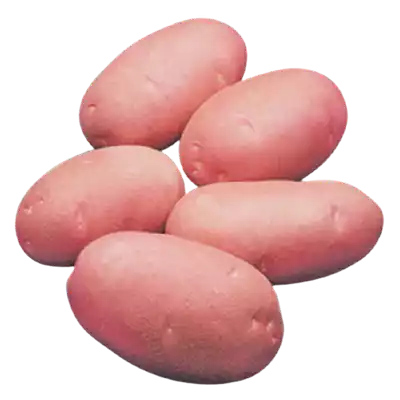 Lal Alu (Red Potato Cardinal) ± 50 gm