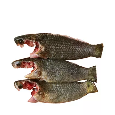 Koi Fish Processed ±50 gm